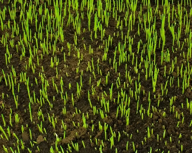 Spring Into Action – Repairing Or Sowing New Lawns