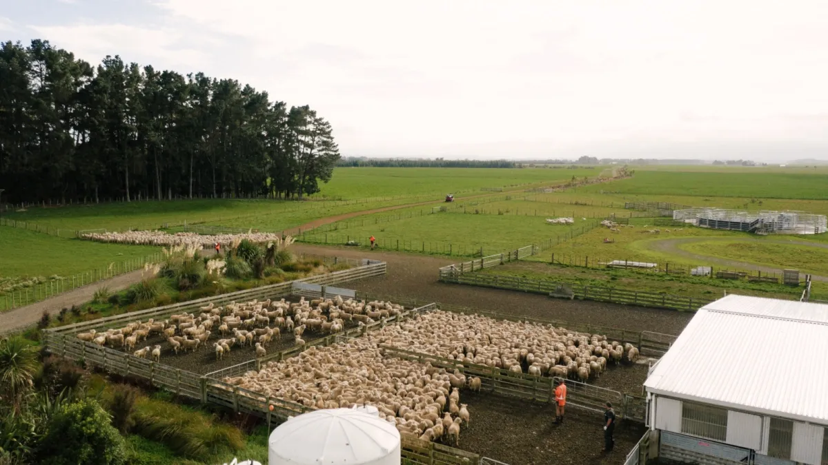 Landcorp Pays $25m in Dividends to Crown This Financial Year