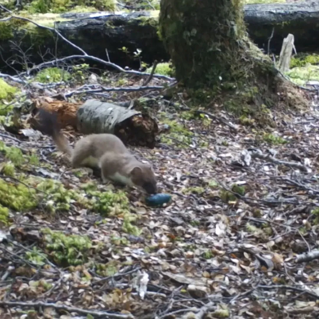 New Stoat Sausage Bait Shows 95% Success Rate in Fiordland Trials