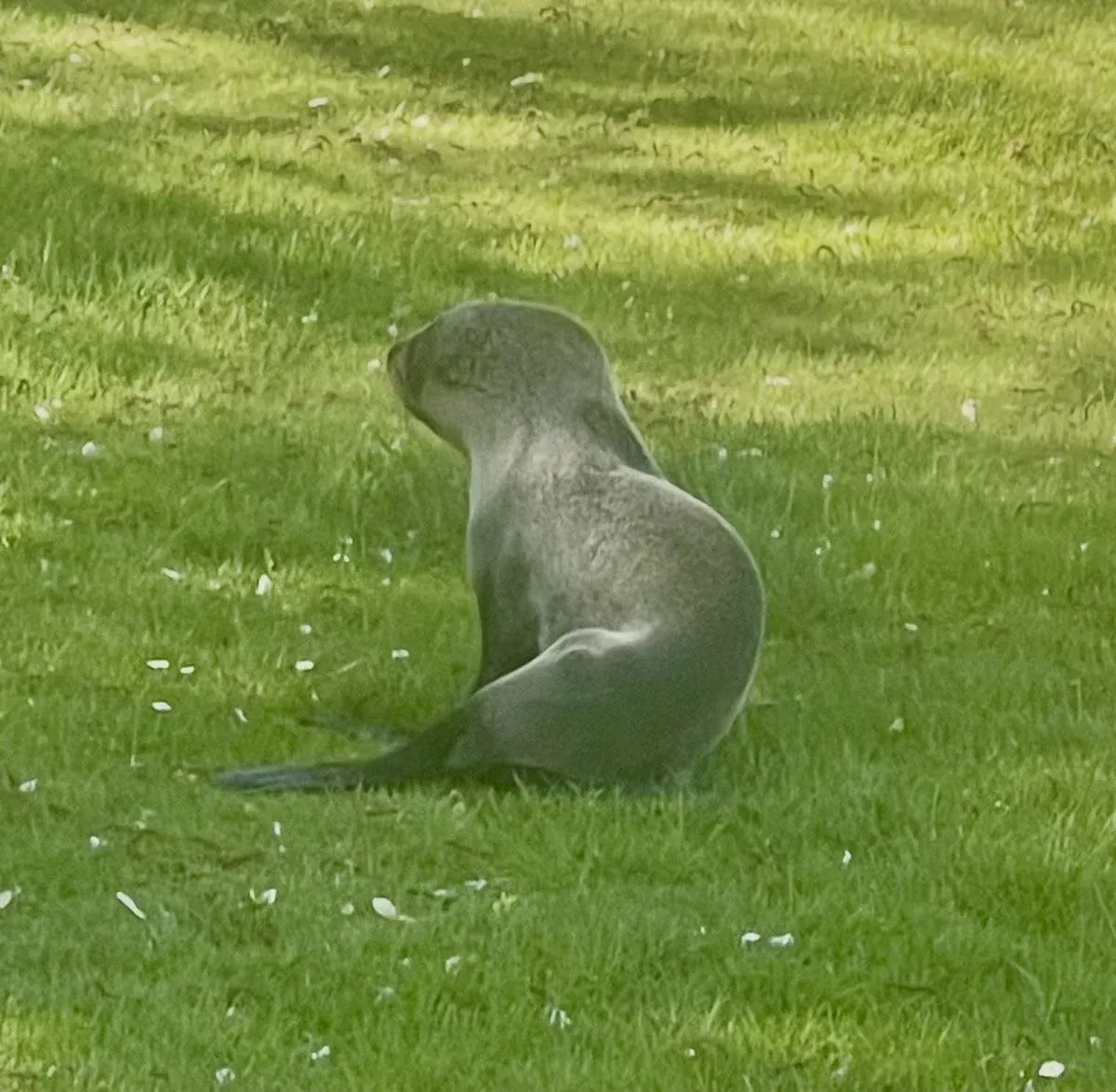 Young Fur Seal Pup Found 50km From Home