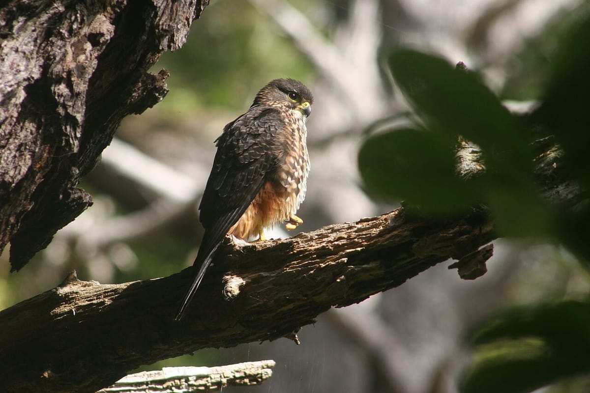 Hunters to Choose Their Champion for Bird of the Year