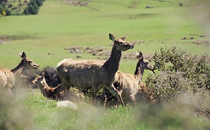 Alliance Group Confirms New World-Class Deer Processing Plant At Lorneville