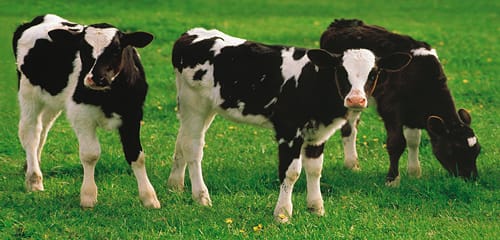 Huge Rise Of Global Dairy Prices In Overnight Trade Auction