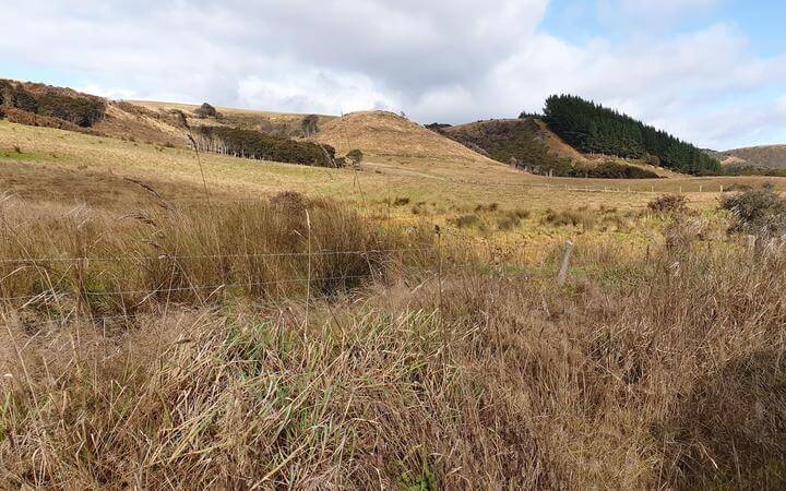 Mild Winter Brings Relief For South Otago Farmers
