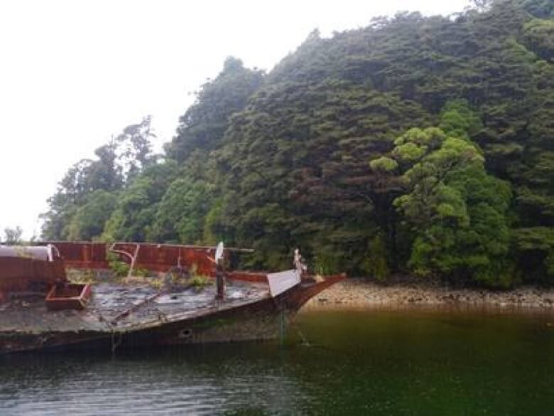 More Undaria Discovered In Fiordland