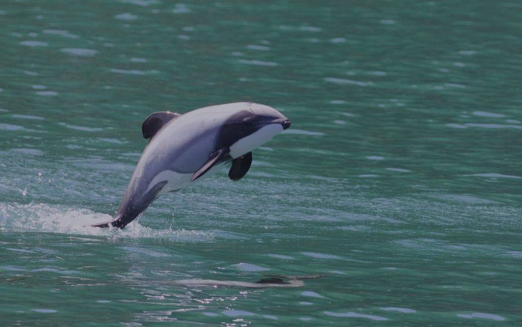 Dead Hector’s Dolphin, Te Waewae Bay, Southland