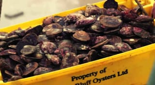 Bluff Oyster Festival Granted Special Licence with Glass Ban