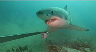 Great White Shark Surprises Fiordland Researchers