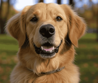 Dog Registrations Drop As Council Faces Struggles