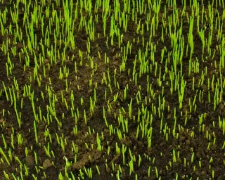 Spring Into Action – Repairing Or Sowing New Lawns