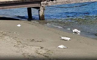 Black-billed Gulls Poisoned In Te Anau