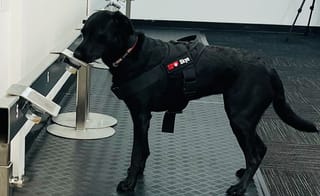 K9 Medical Detection NZ Spreading The Word Globally