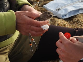Endangered Dotterels Make Comeback on Stewart Island