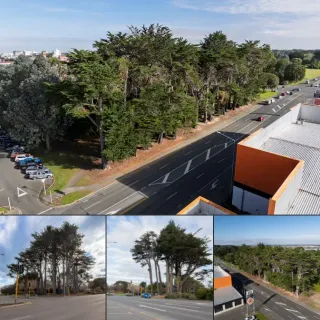 Town Belt Tree Felling Starts Monday