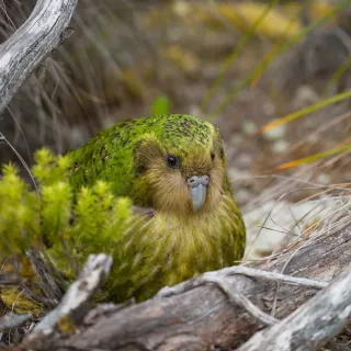 Phoenix Project Picks Kākāpō, Tāiko