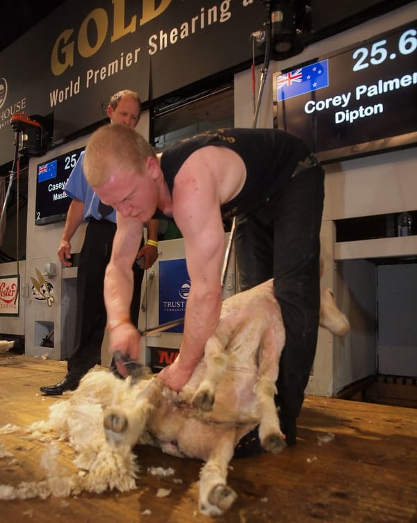 Big Win For Corey Palmer In Shearing Final