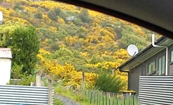 Former Councillor Ordered To Clear Overgrown Section