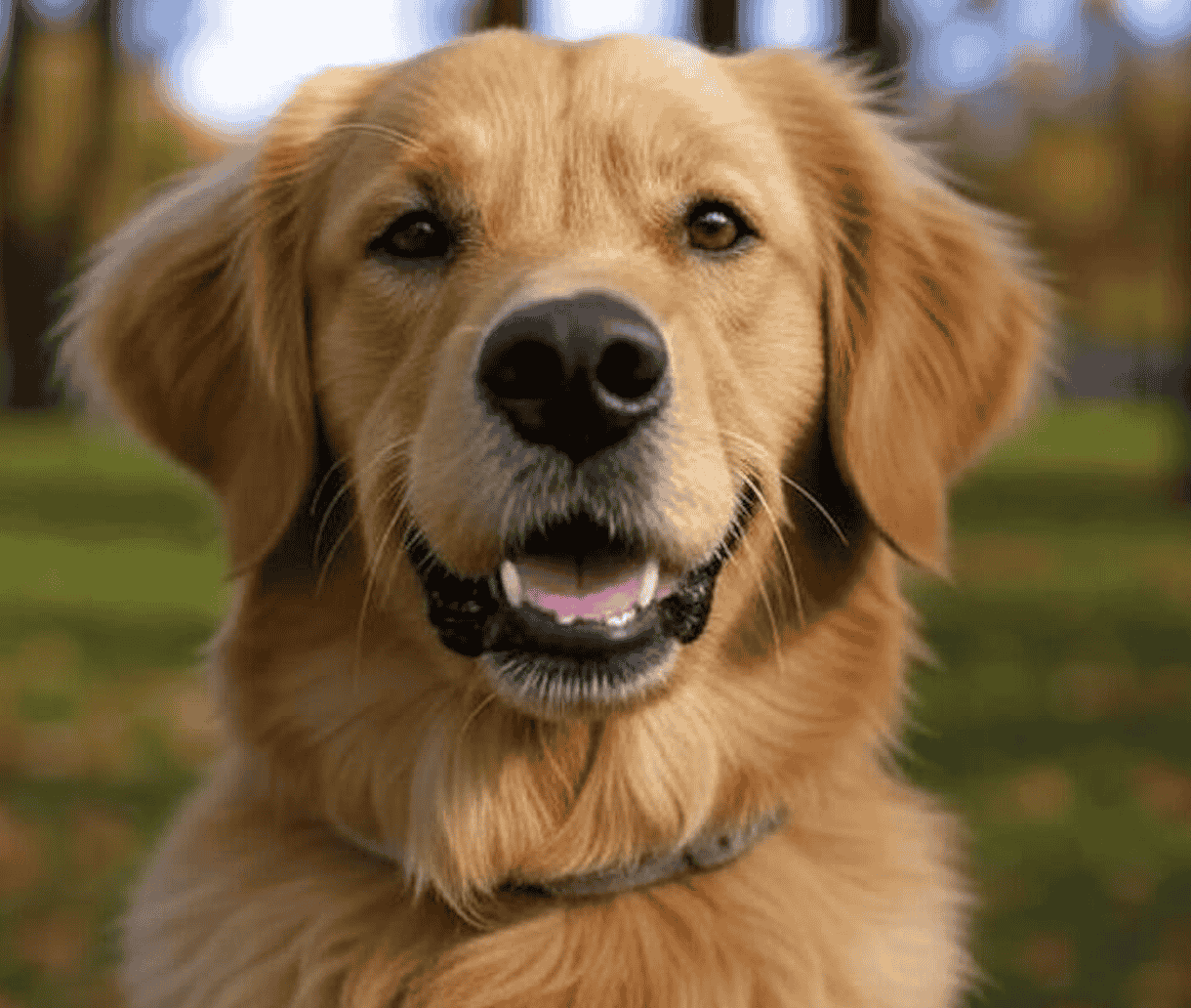 Dog Registrations Drop As Council Faces Struggles