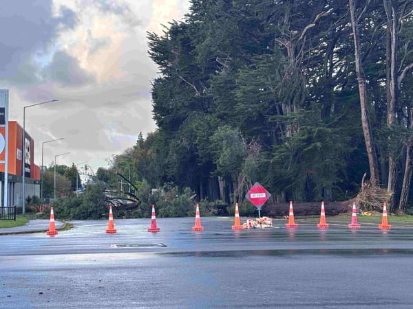 Watch: The Moment A Tree Feel Onto Elles Road Invercargill