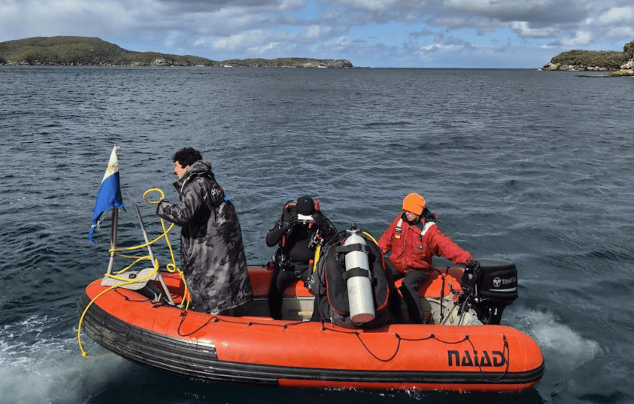 Headline: Broad Bay Declared Undaria Free