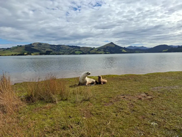 Otago Sea Lions Reach Historic Breeding Milestone After 150 Years