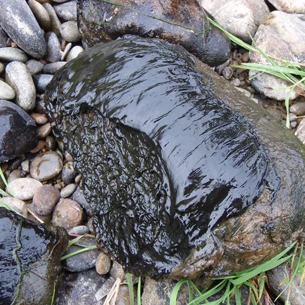 Dangerous Algae Detected Near Te Anau Milford Highway