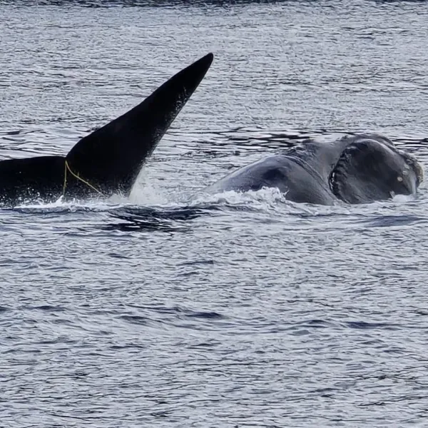 Tangled Whale Freed After Four Day Ordeal