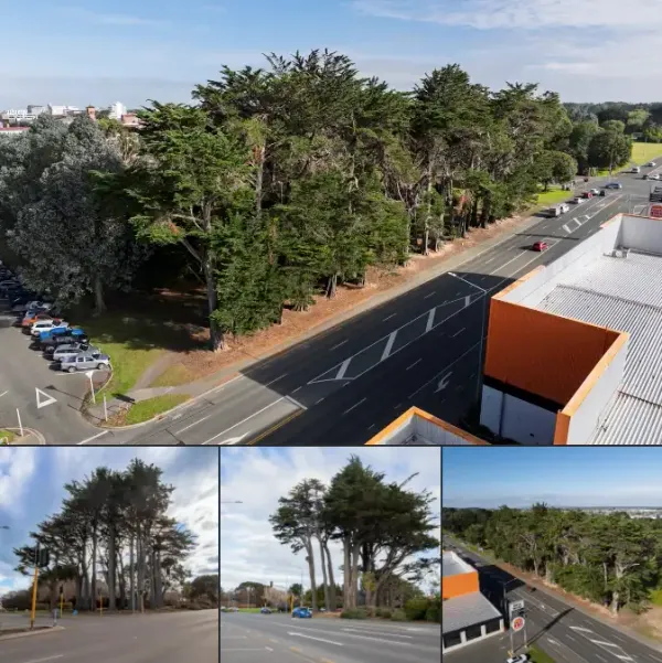 Town Belt Tree Felling Starts Monday