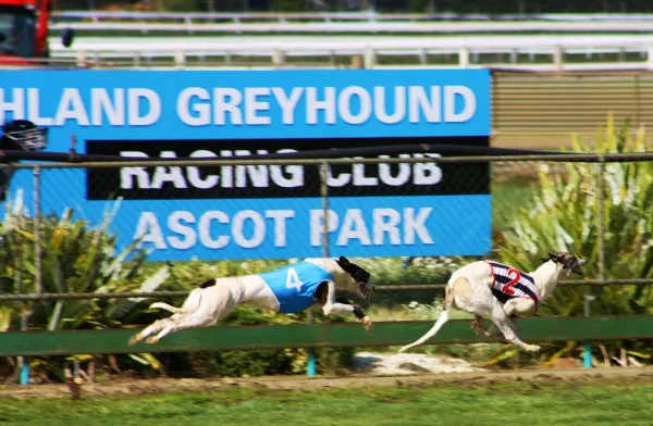 Greyhound Racing - End Of An Era