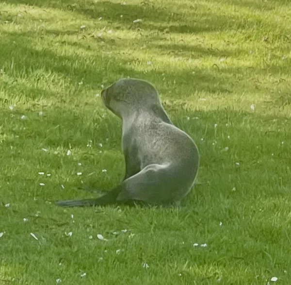 Young fur seal pup on the run. Watch video below.