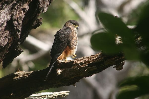Hunters to Choose Their Champion for Bird of the Year