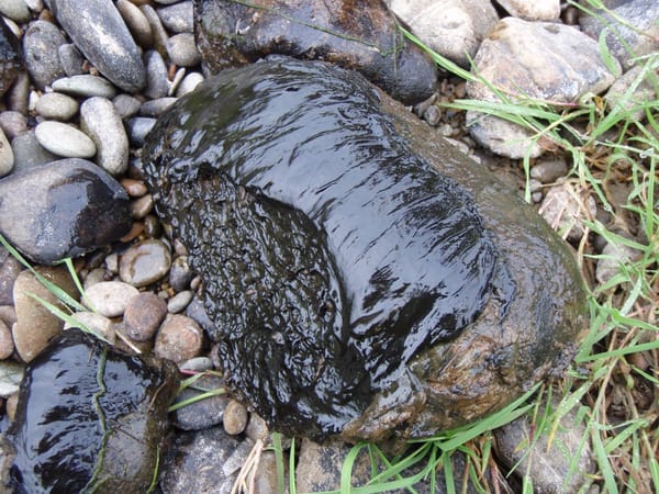 Toxic Algae Found in the Hamilton Burn at Affleck Road