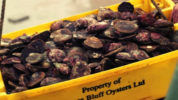 Bluff Wild Oyster Fishery Given All Clear