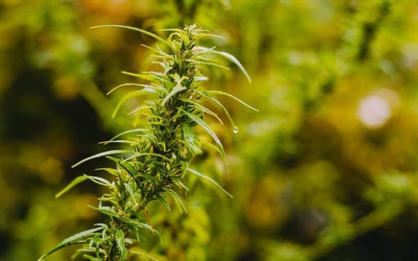 Govt Reveals Final Cannabis Legislation To Be Voted On In Referendum