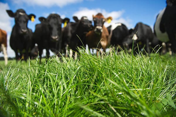 Environment Southland Wants to See Big Improvements in Winter Grazing Practice