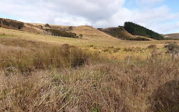 Mild Winter Brings Relief For South Otago Farmers