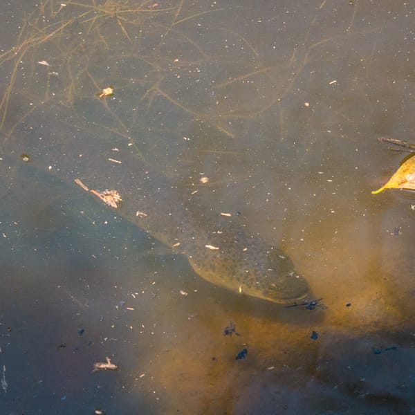 Eel Deaths Investigated