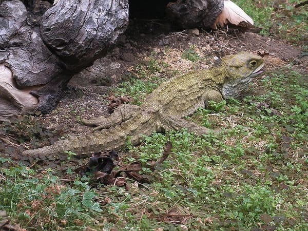 Rat Sneaks In, kills 30-year-old Tuatara At Southland Museum