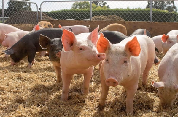 Leading Online Training Programme for Pig Stockpeople Gaining Traction in New Zealand