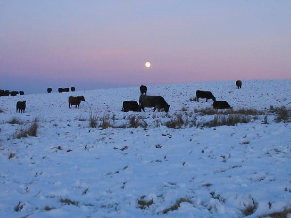 David Parker Must Delay Winter Grazing Regulations