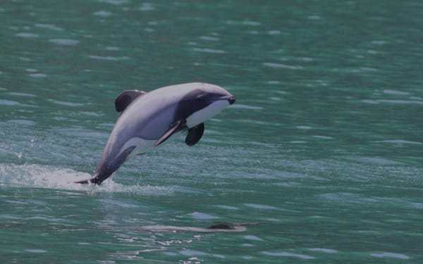 Dead Hector’s Dolphin, Te Waewae Bay, Southland