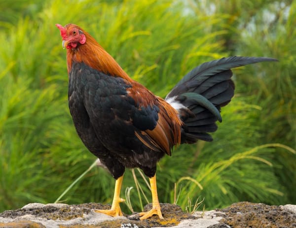 Disqualifications On Owning Dogs and Roosters Appealed